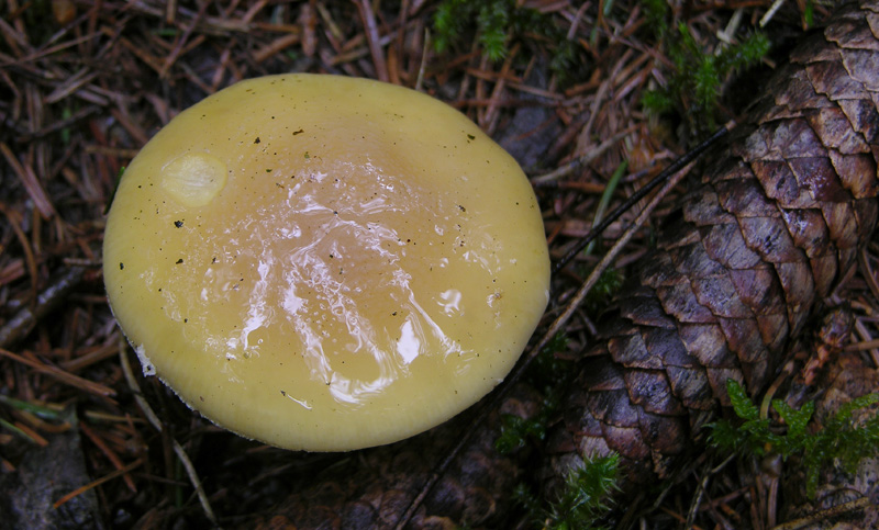 Scende la pioggia.....ma si va...